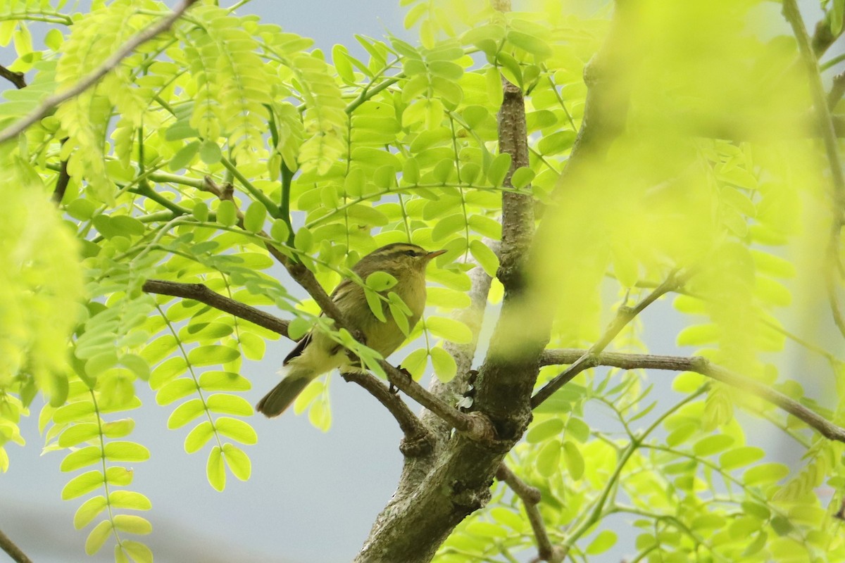 Tickell's Leaf Warbler - ML659881973