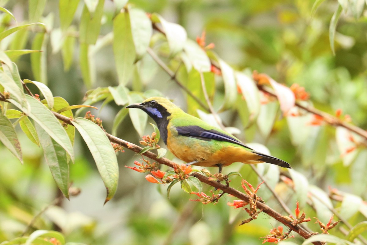 Orange-bellied Leafbird - ML659882190