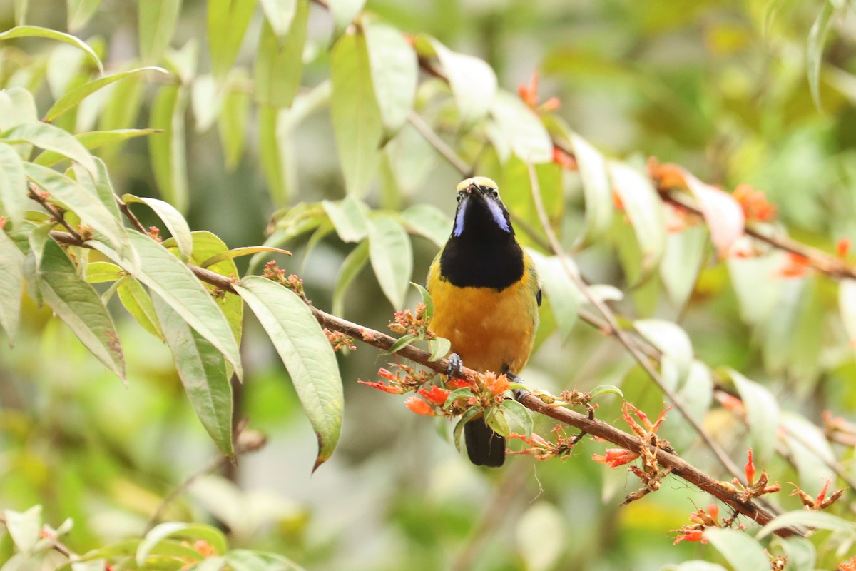 Orange-bellied Leafbird - ML659882191