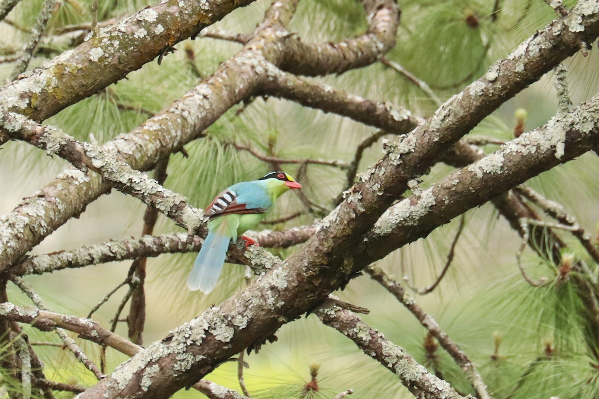 Common Green-Magpie - ML659882306