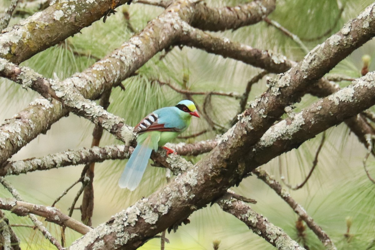 Common Green-Magpie - ML659882307