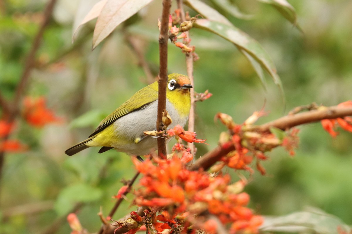 Indian White-eye - ML659882499