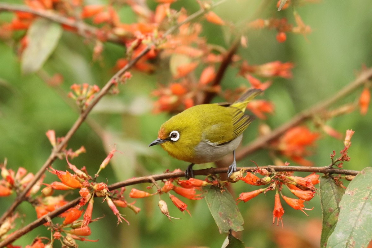 Indian White-eye - ML659882500