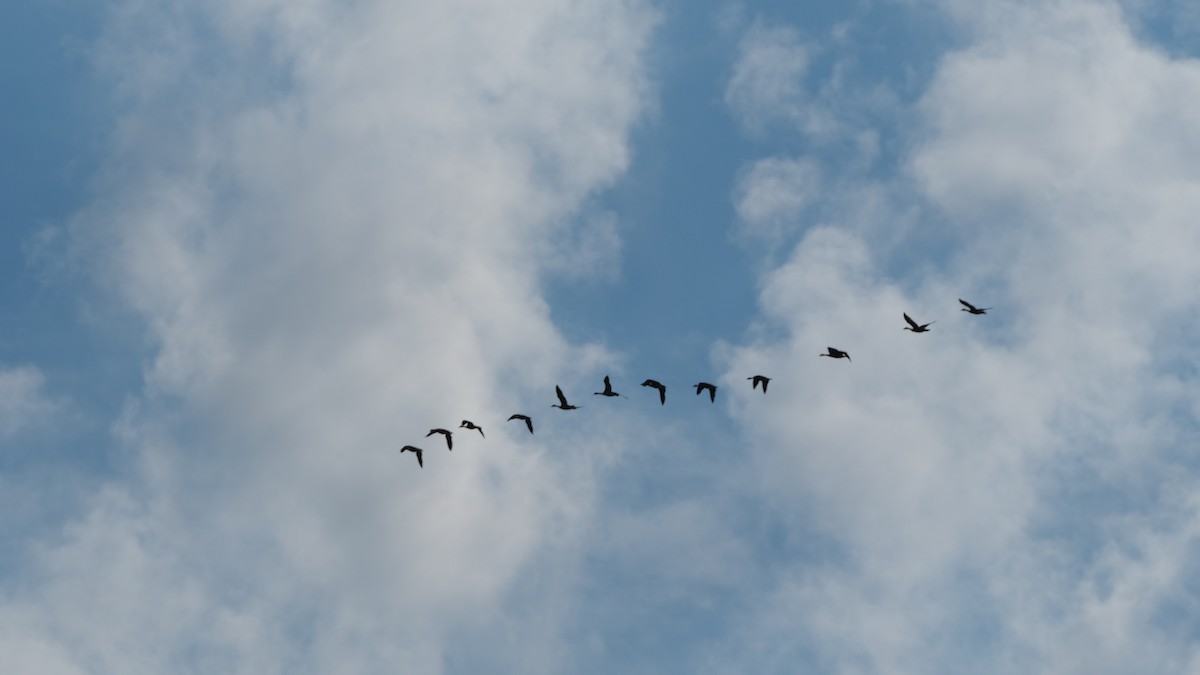 ברנטה קנדית - ML659882524