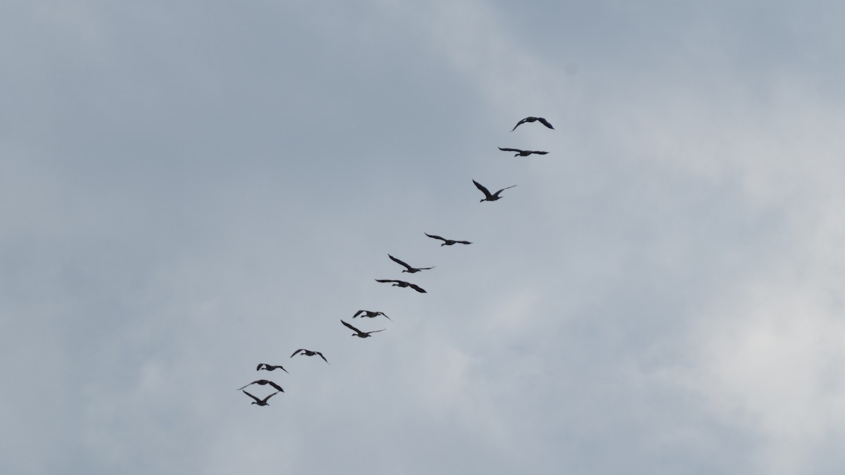 ברנטה קנדית - ML659882525