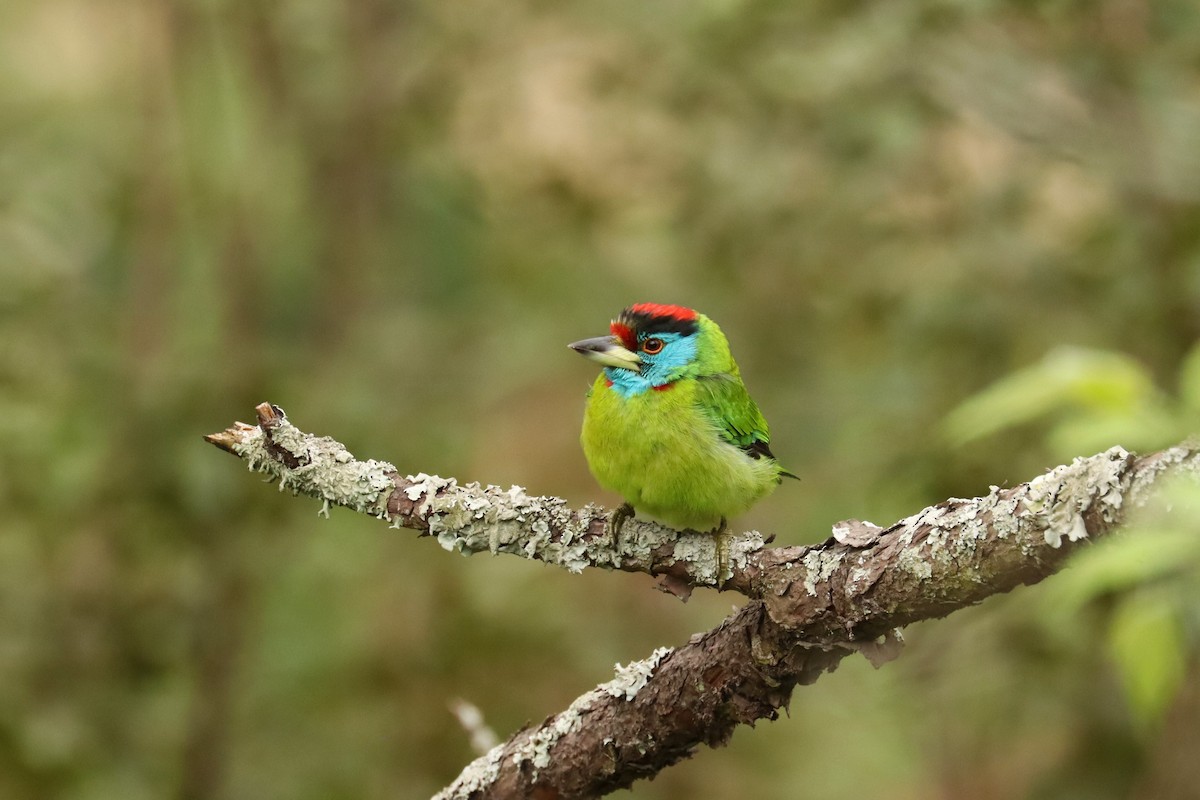 Blue-throated Barbet (Red-crowned) - ML659882604