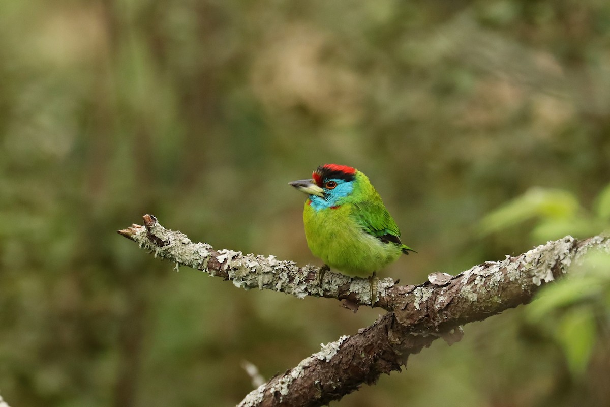 Blue-throated Barbet (Red-crowned) - ML659882605