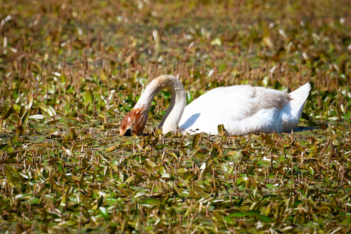 Trumpeter Swan - ML659882688