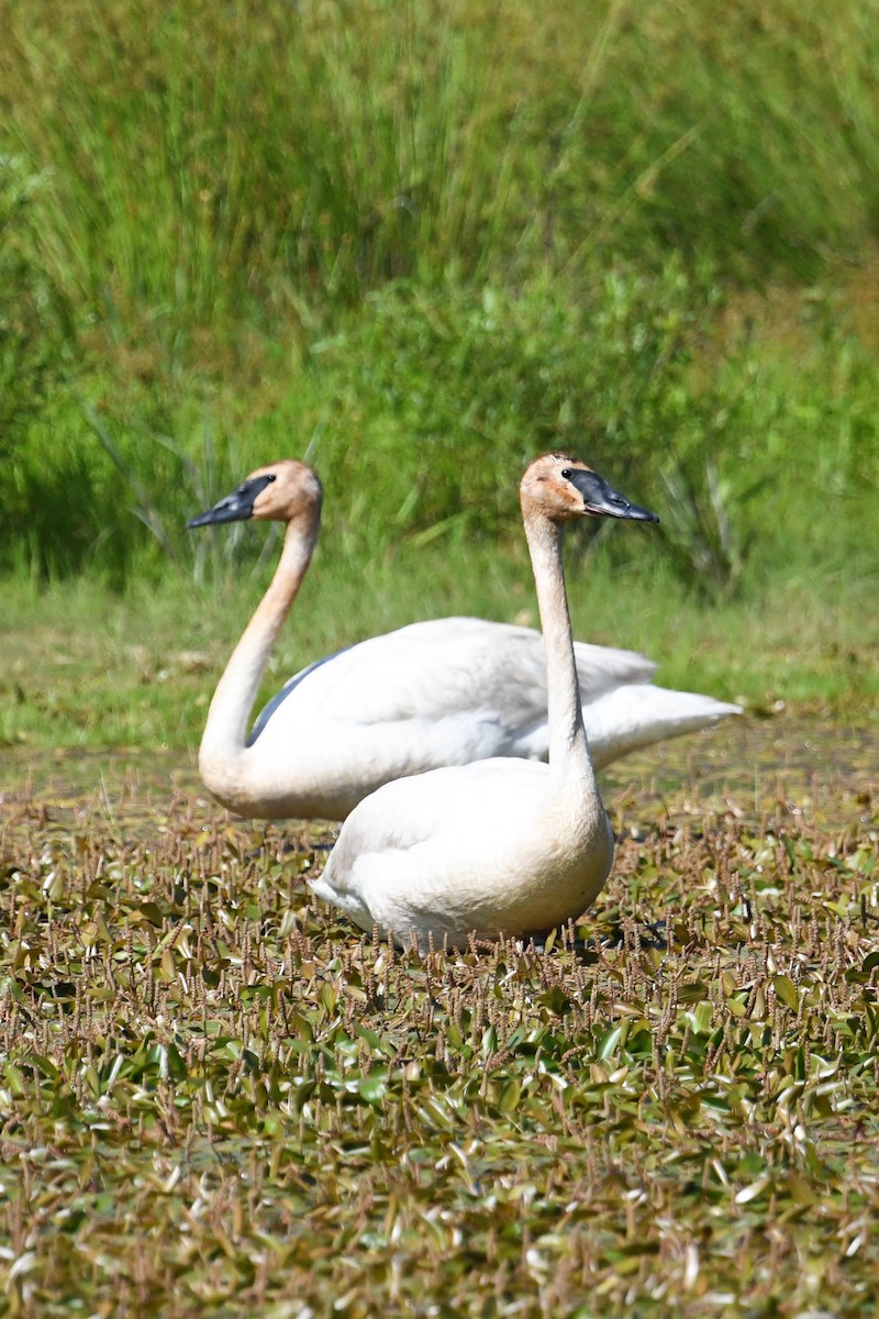Trumpeter Swan - ML659882689