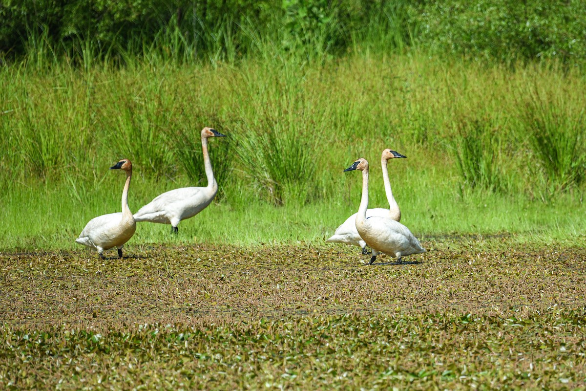 Trumpeter Swan - ML659882690