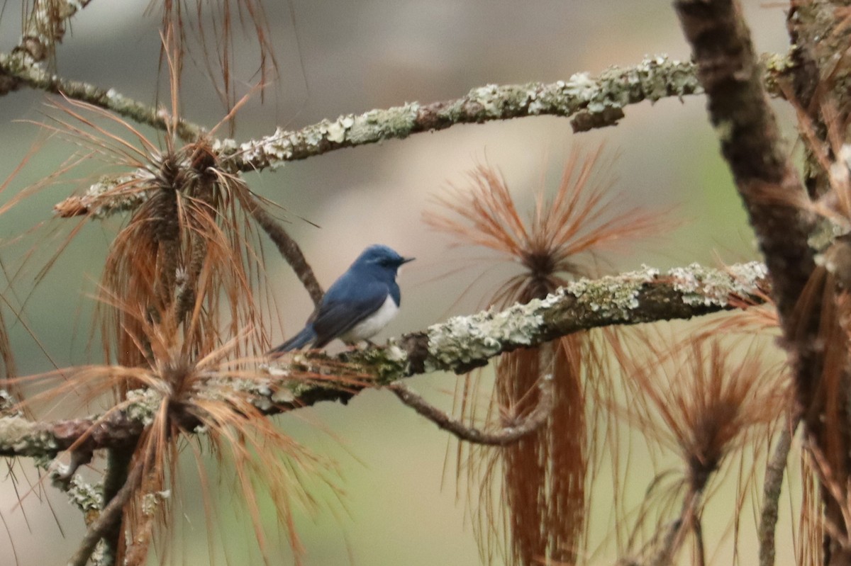 Ultramarine Flycatcher - ML659882711