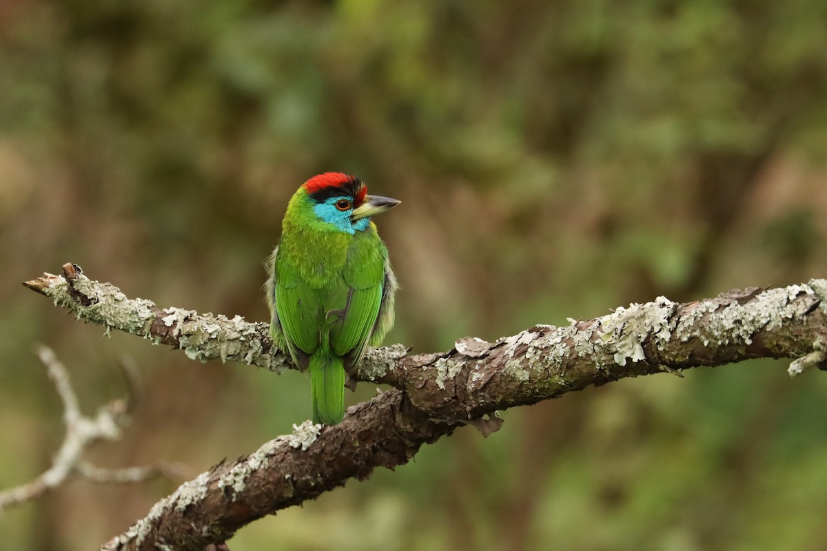 Blue-throated Barbet (Red-crowned) - ML659882812