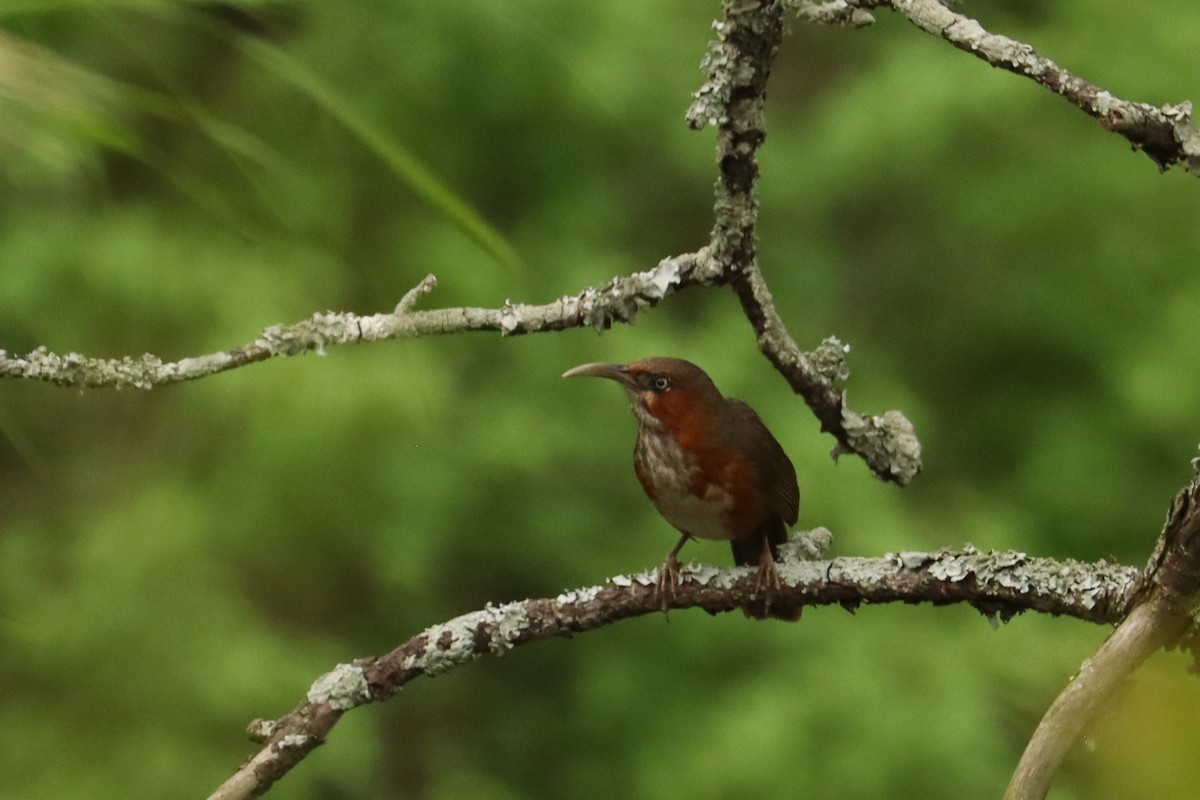 Rusty-cheeked Scimitar-Babbler - ML659882909