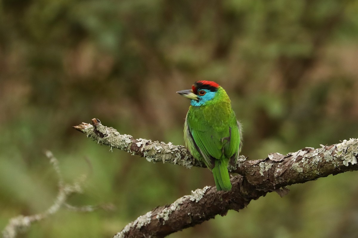 Blue-throated Barbet (Red-crowned) - ML659882913