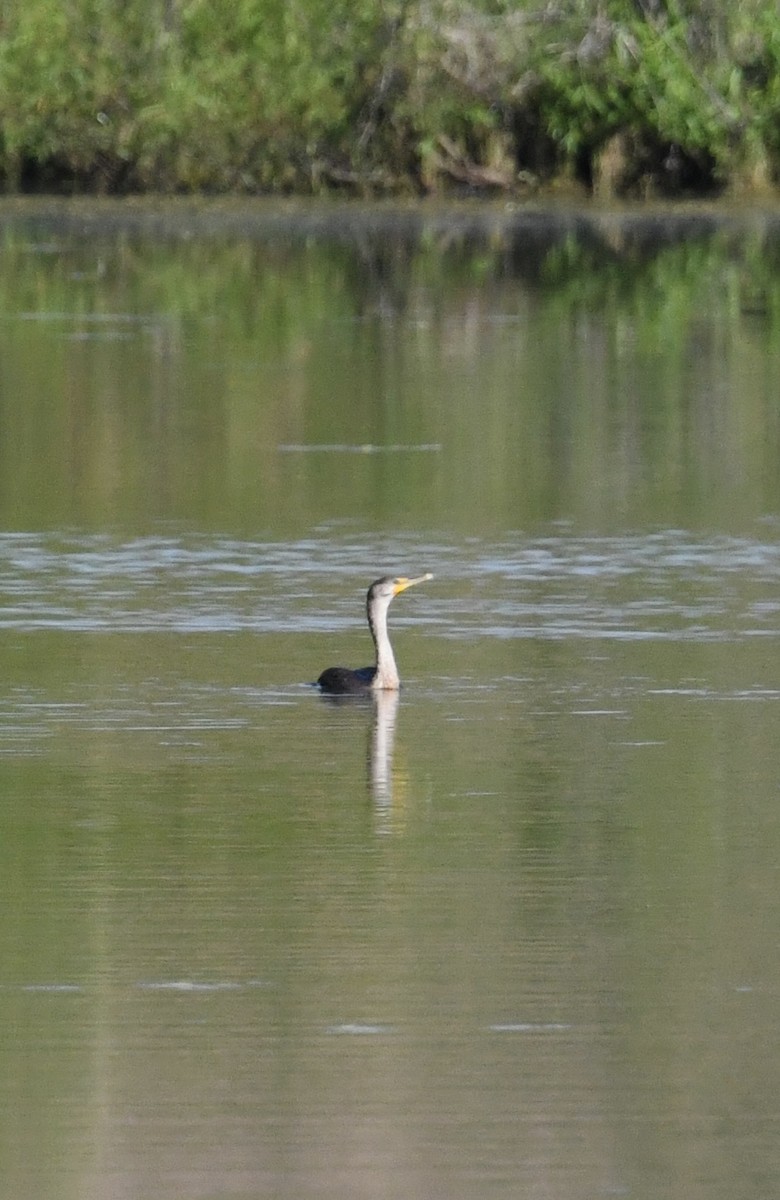 Double-crested Cormorant - ML659883348