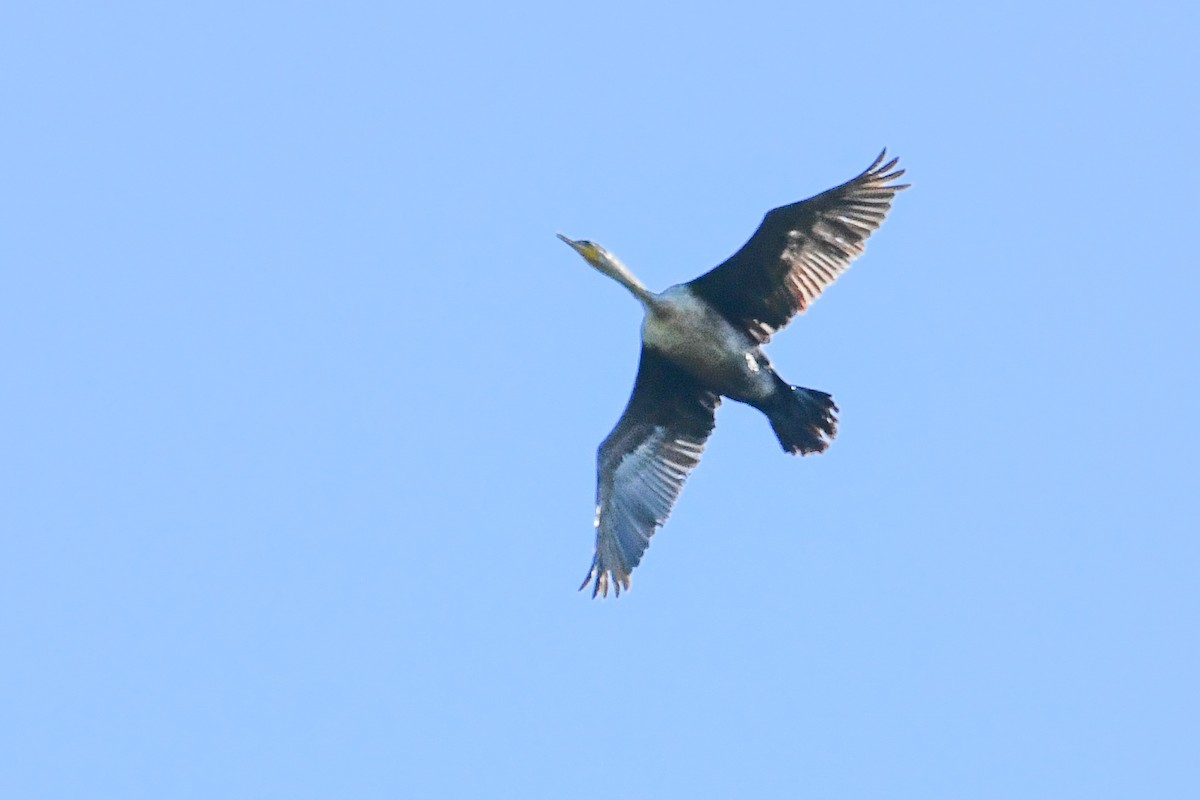 Double-crested Cormorant - ML659883349