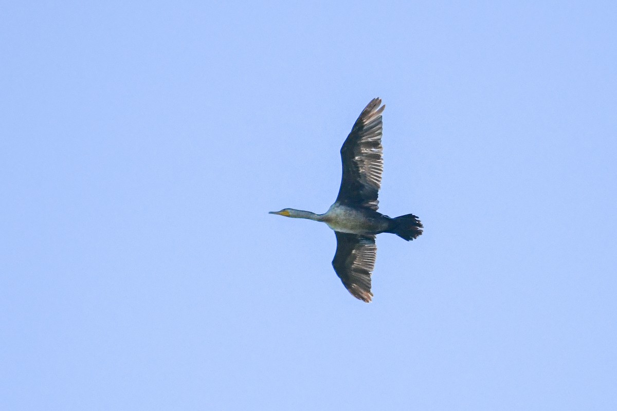 Double-crested Cormorant - ML659883350