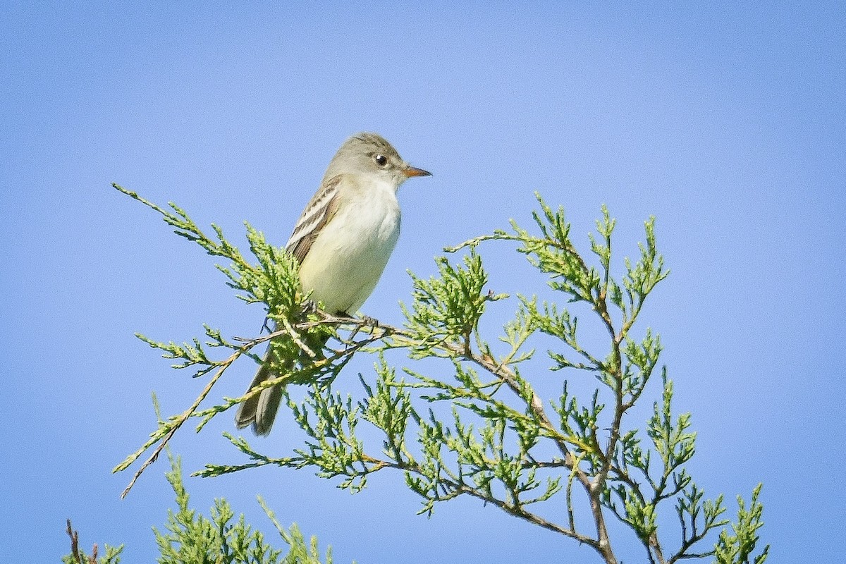 Willow Flycatcher - ML659883375