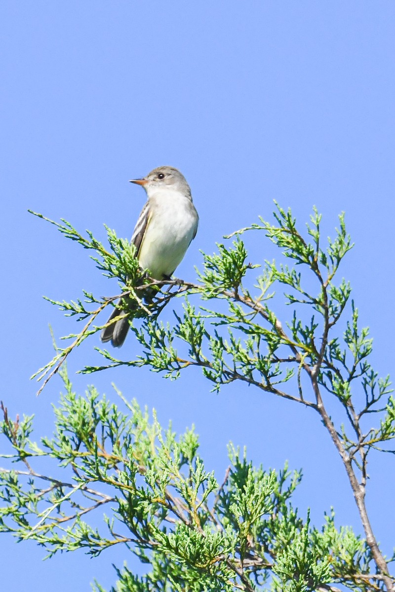 Willow Flycatcher - ML659883376