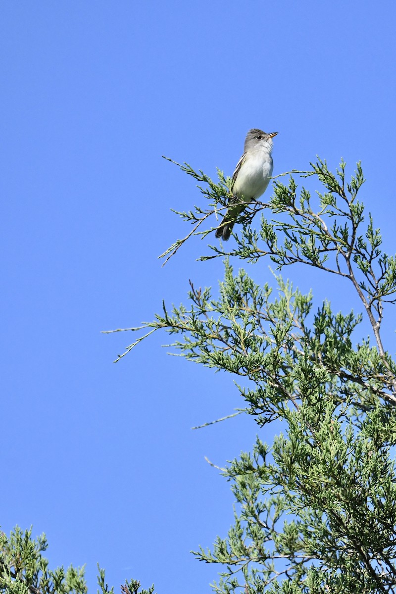 Willow Flycatcher - ML659883377