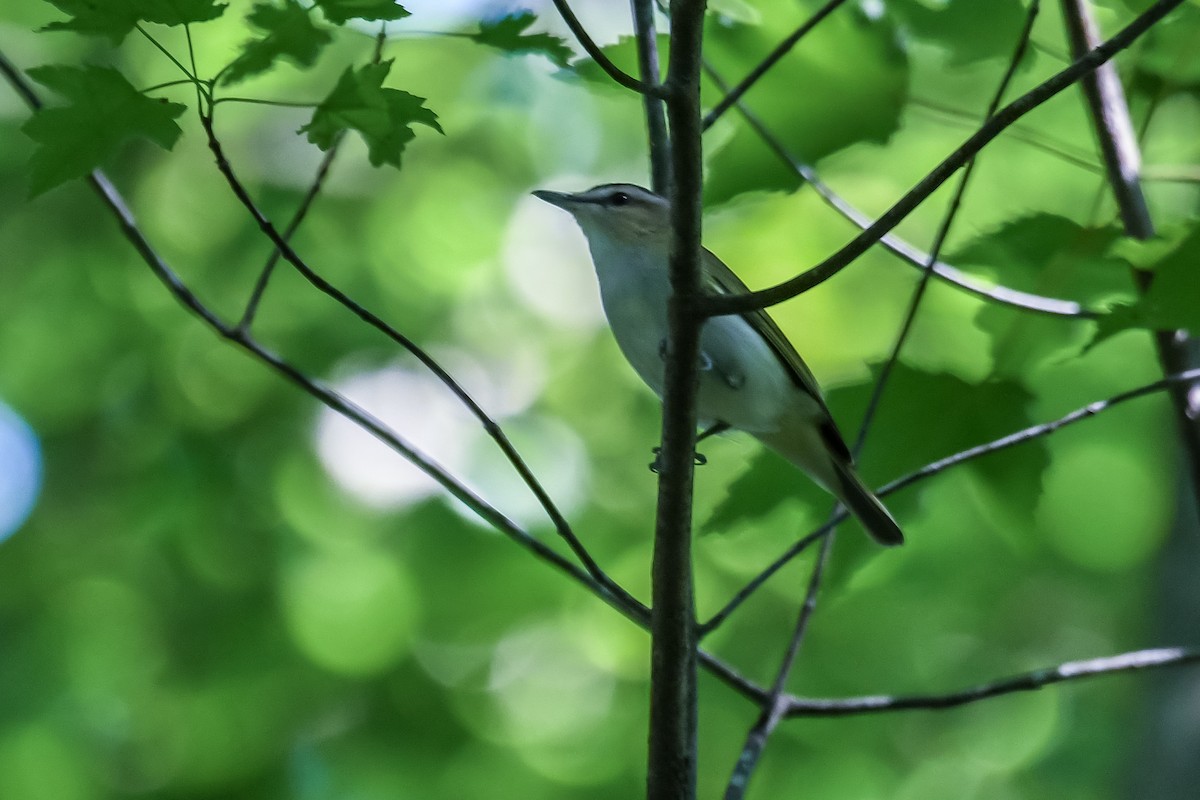 Red-eyed Vireo - ML659883394