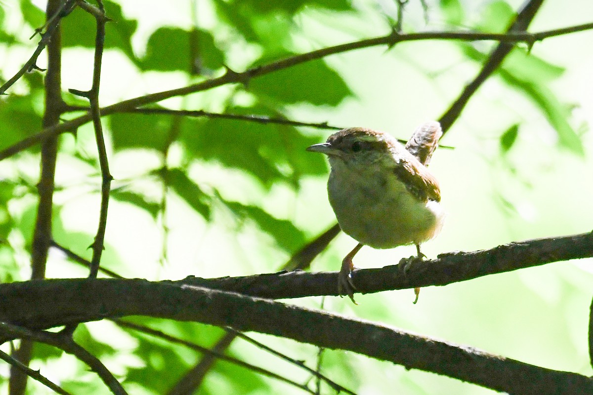 Carolina Wren - ML659883474