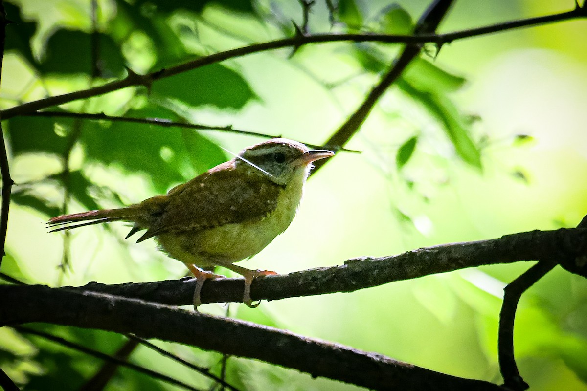 Carolina Wren - ML659883475