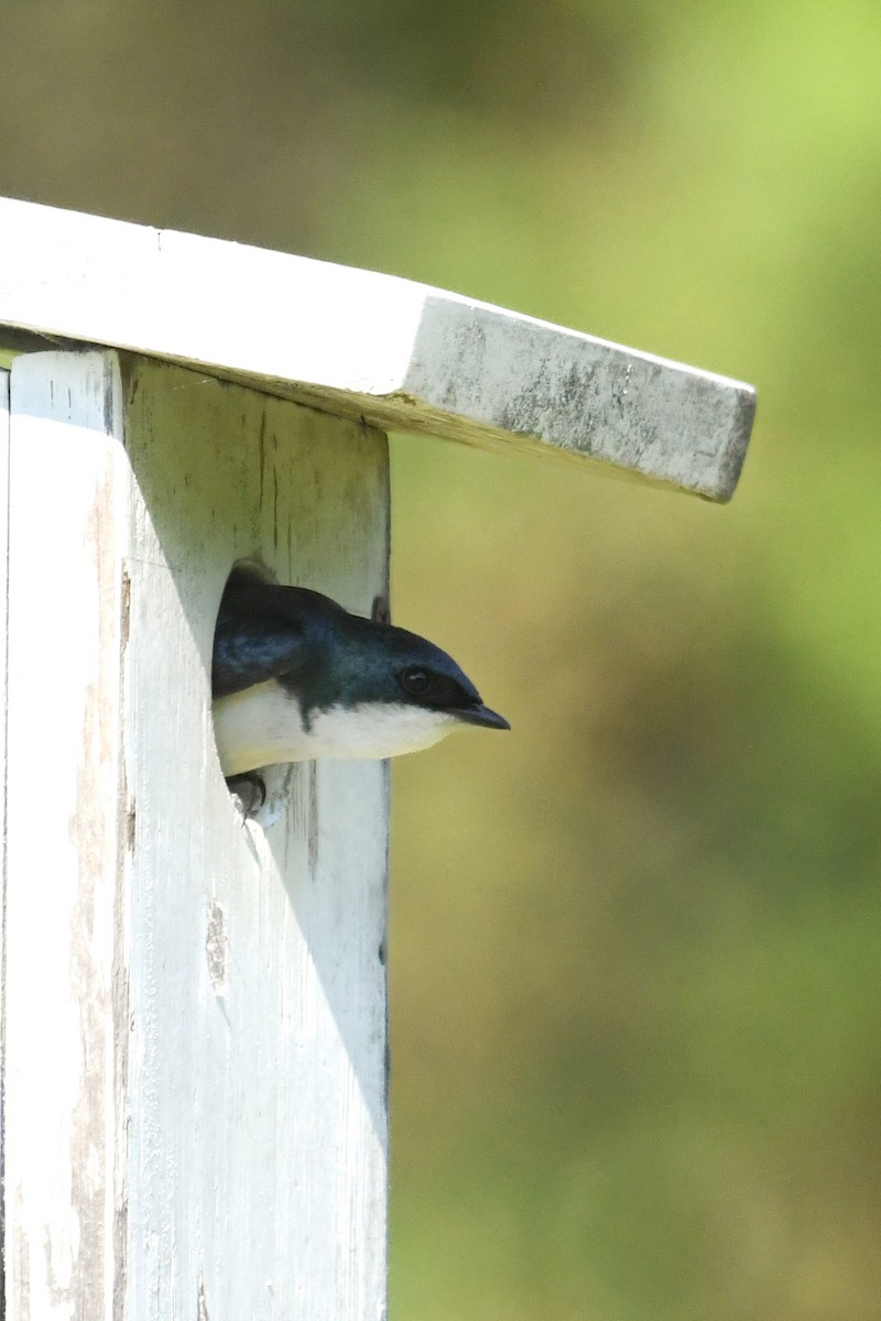 Tree Swallow - ML659883493