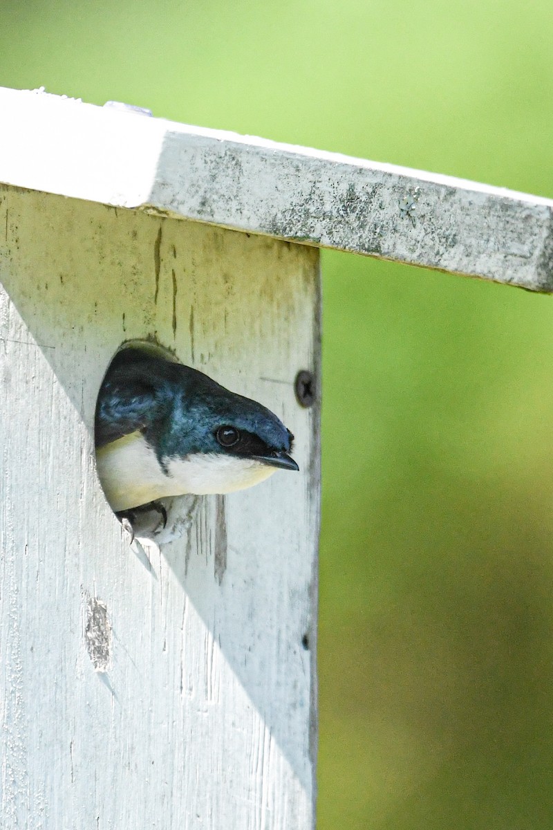 Tree Swallow - ML659883494