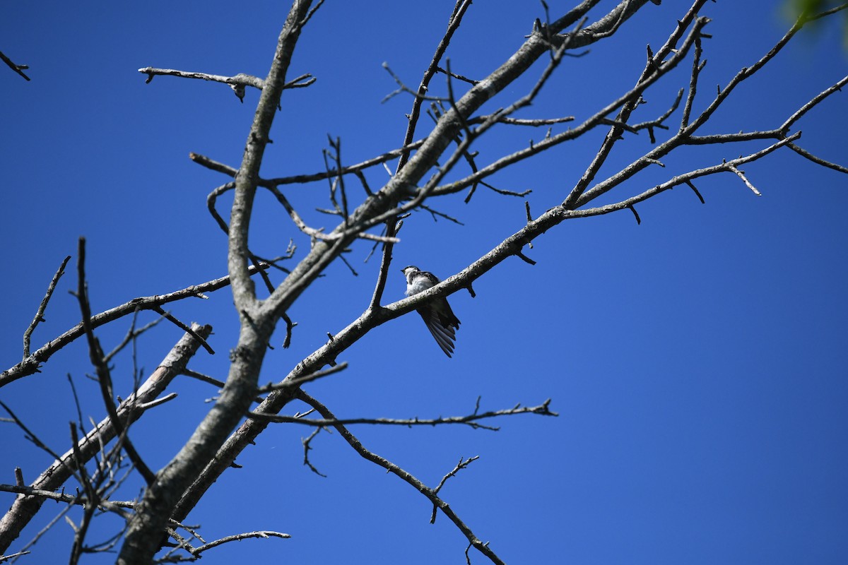 Tree Swallow - ML659883500