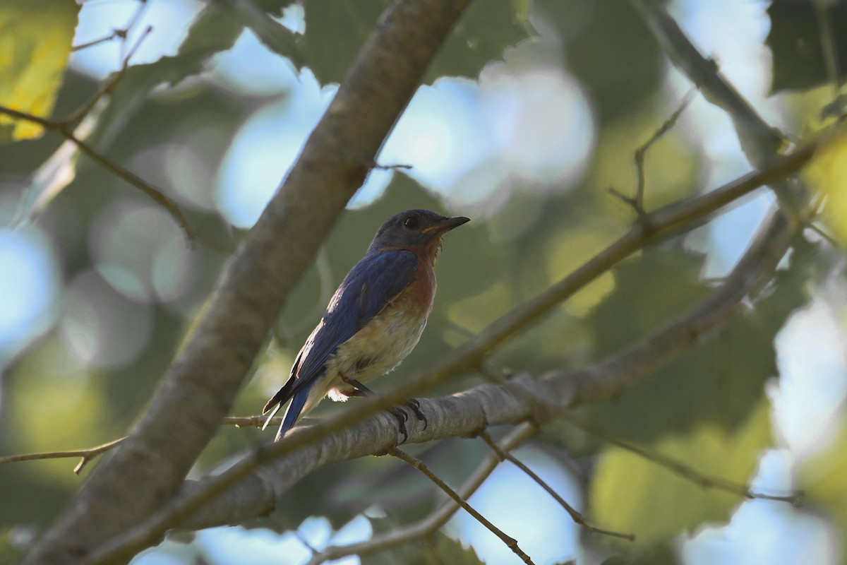 Eastern Bluebird - ML659883506