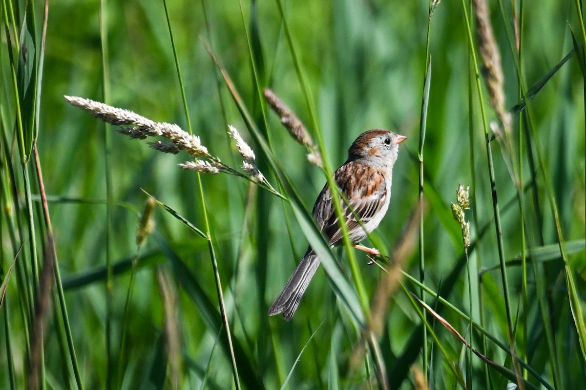 Field Sparrow - ML659883556