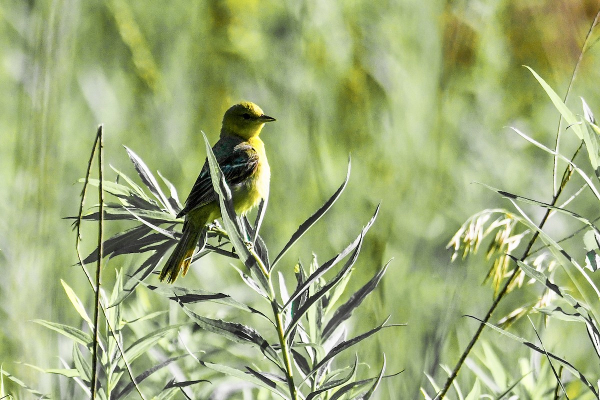 Orchard Oriole - ML659883559