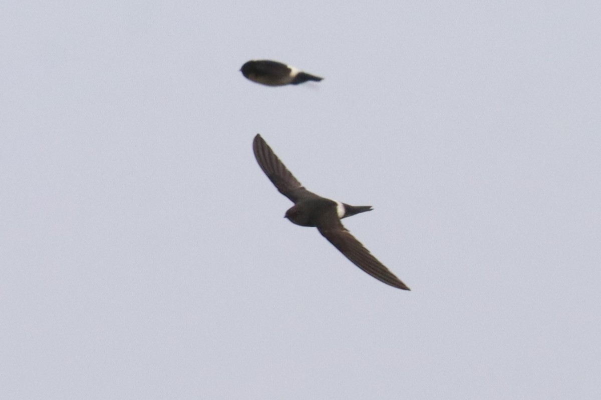 Blyth's Swift - ML659884308