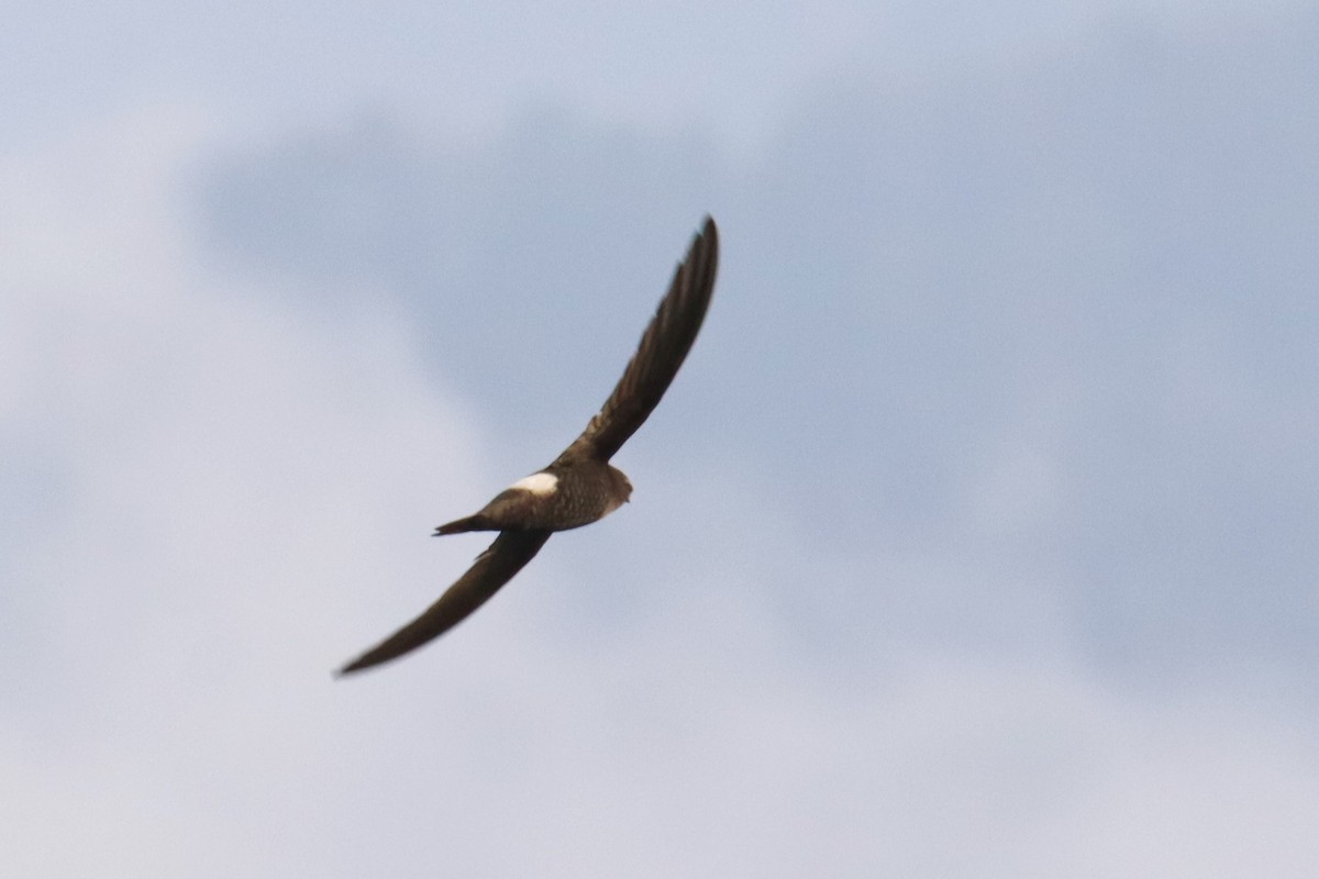 Blyth's Swift - ML659884309