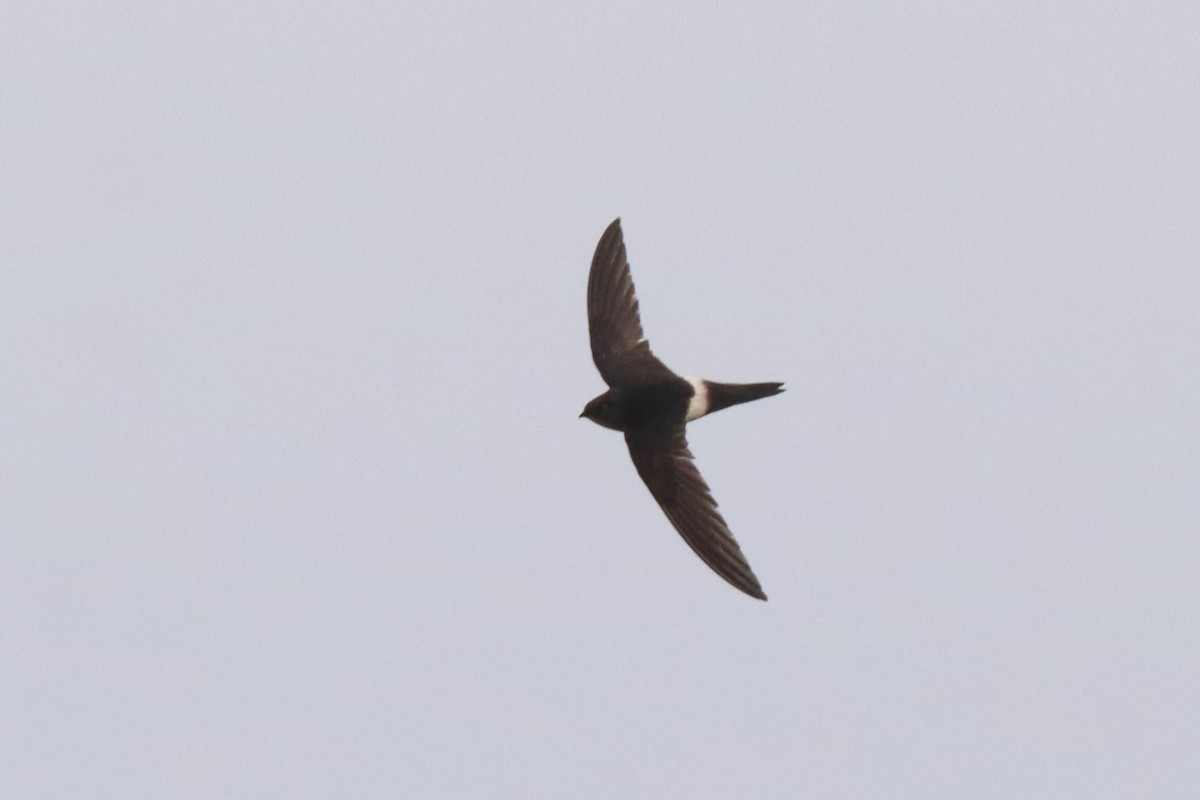 Blyth's Swift - ML659884310