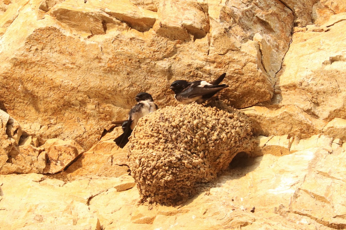 Nepal House-Martin - ML659884331