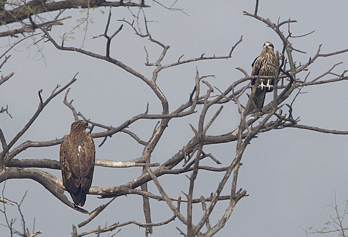 Indian Spotted Eagle - ML659884577