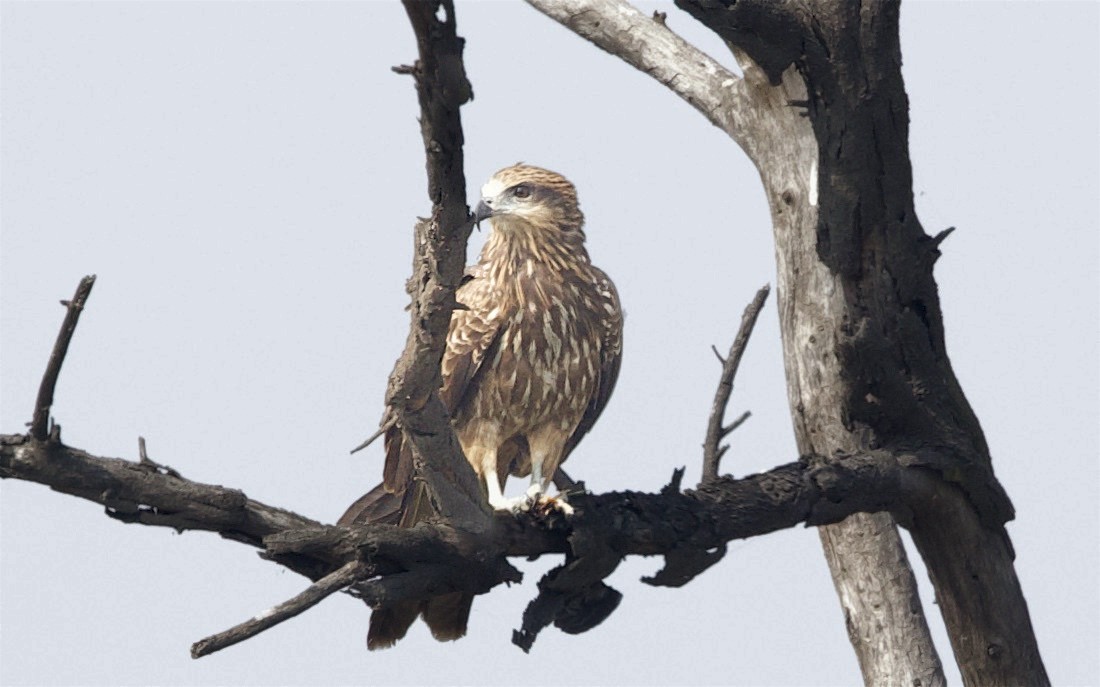 Indian Spotted Eagle - ML659884581
