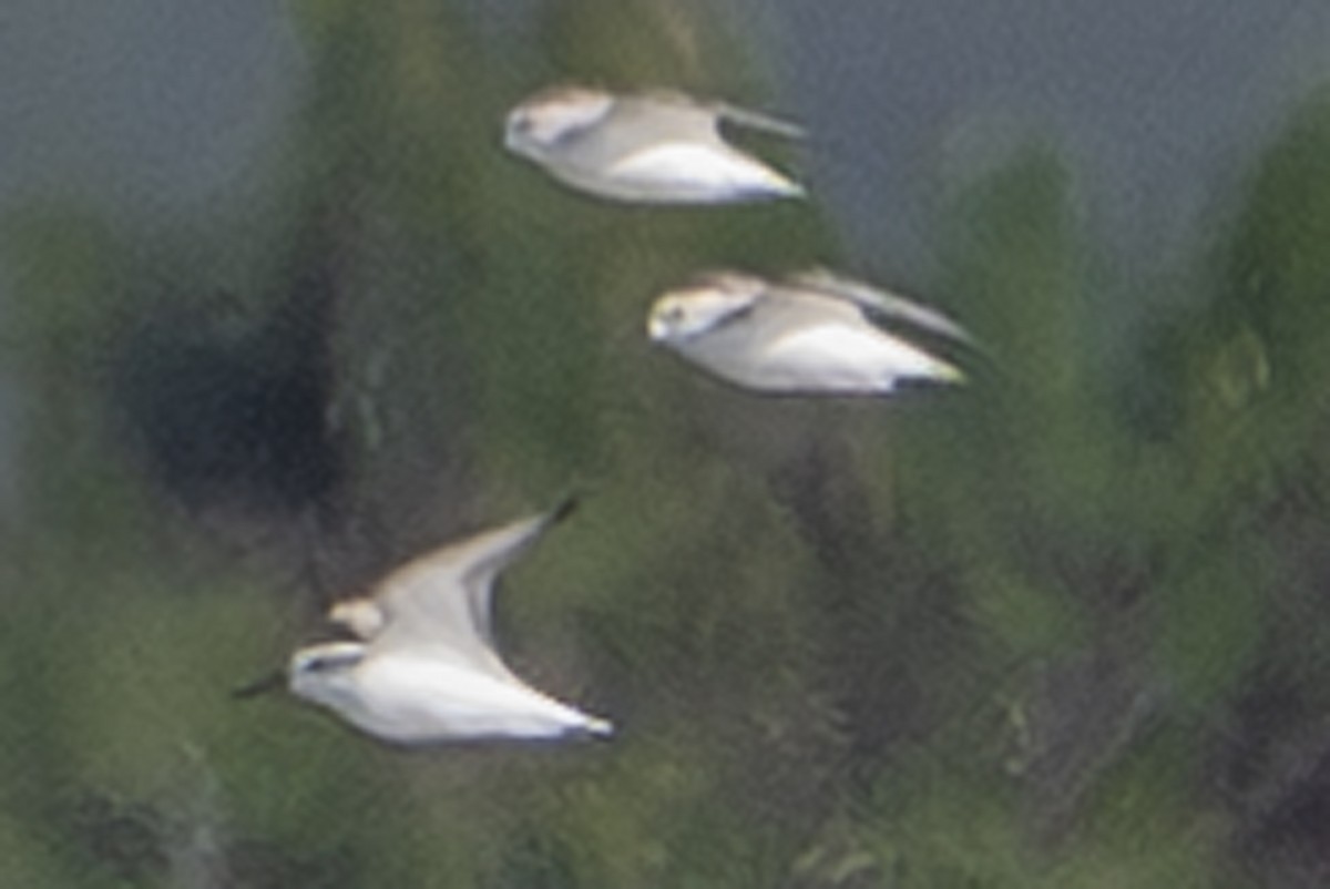 Sanderling - ML659884991