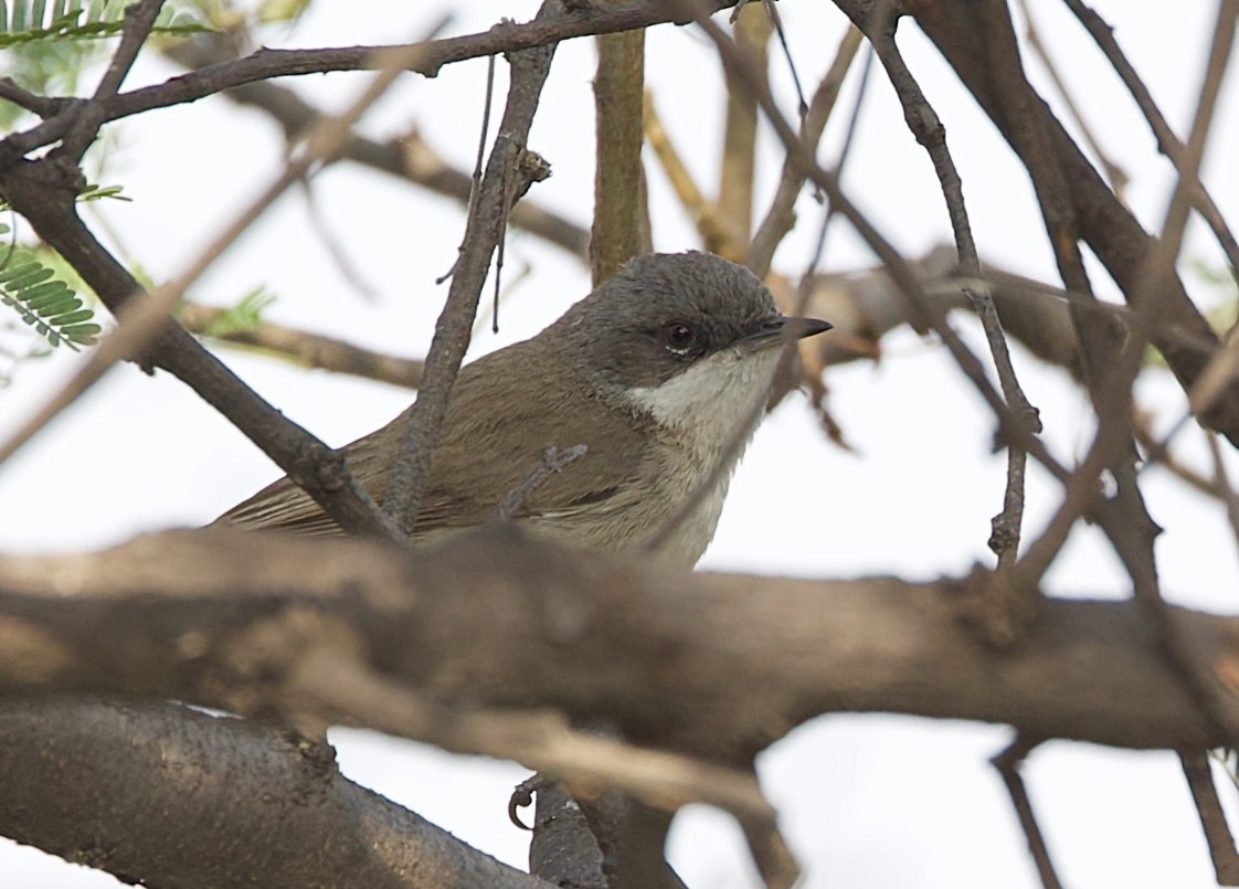 Lesser Whitethroat - ML659884997