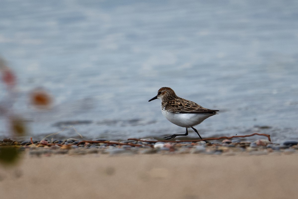 Semipalmated Sandpiper - ML659885928