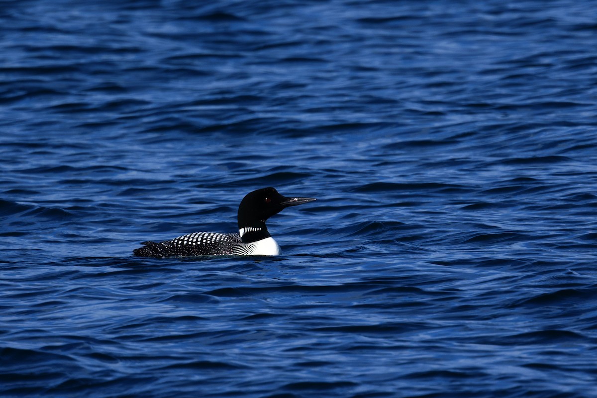 Common Loon - ML659885940