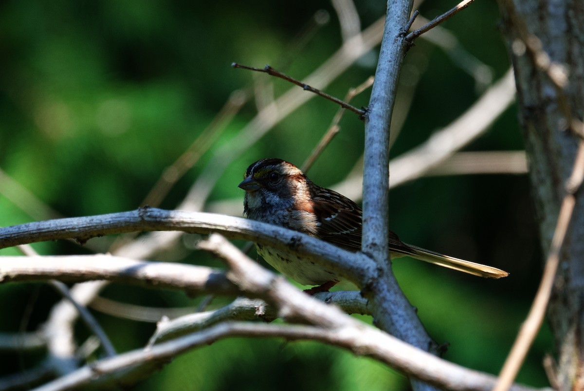 White-throated Sparrow - ML659885949