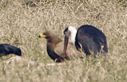 Steppe Eagle - ML659886193