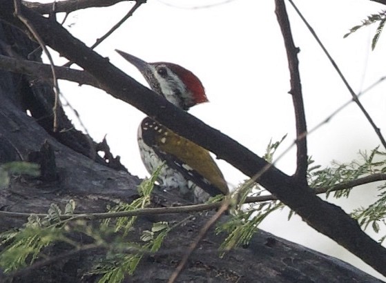 Black-rumped Flameback - ML659887484