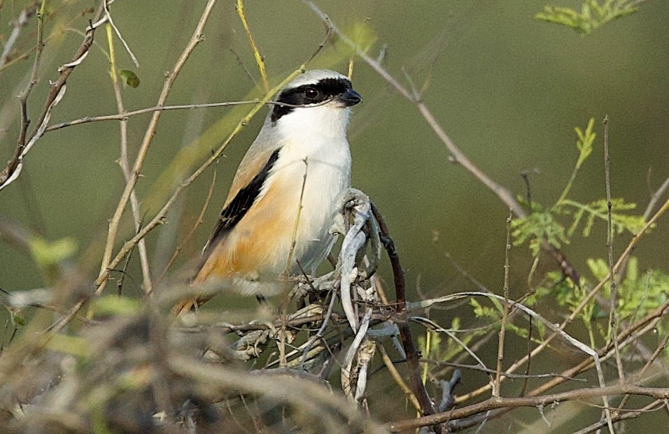 Long-tailed Shrike - ML659887531