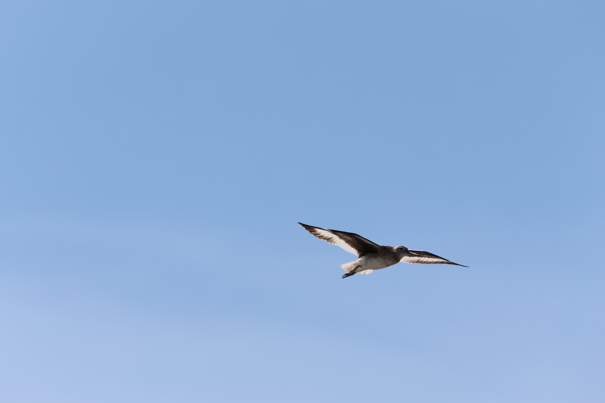 willetsnipe - ML659887842