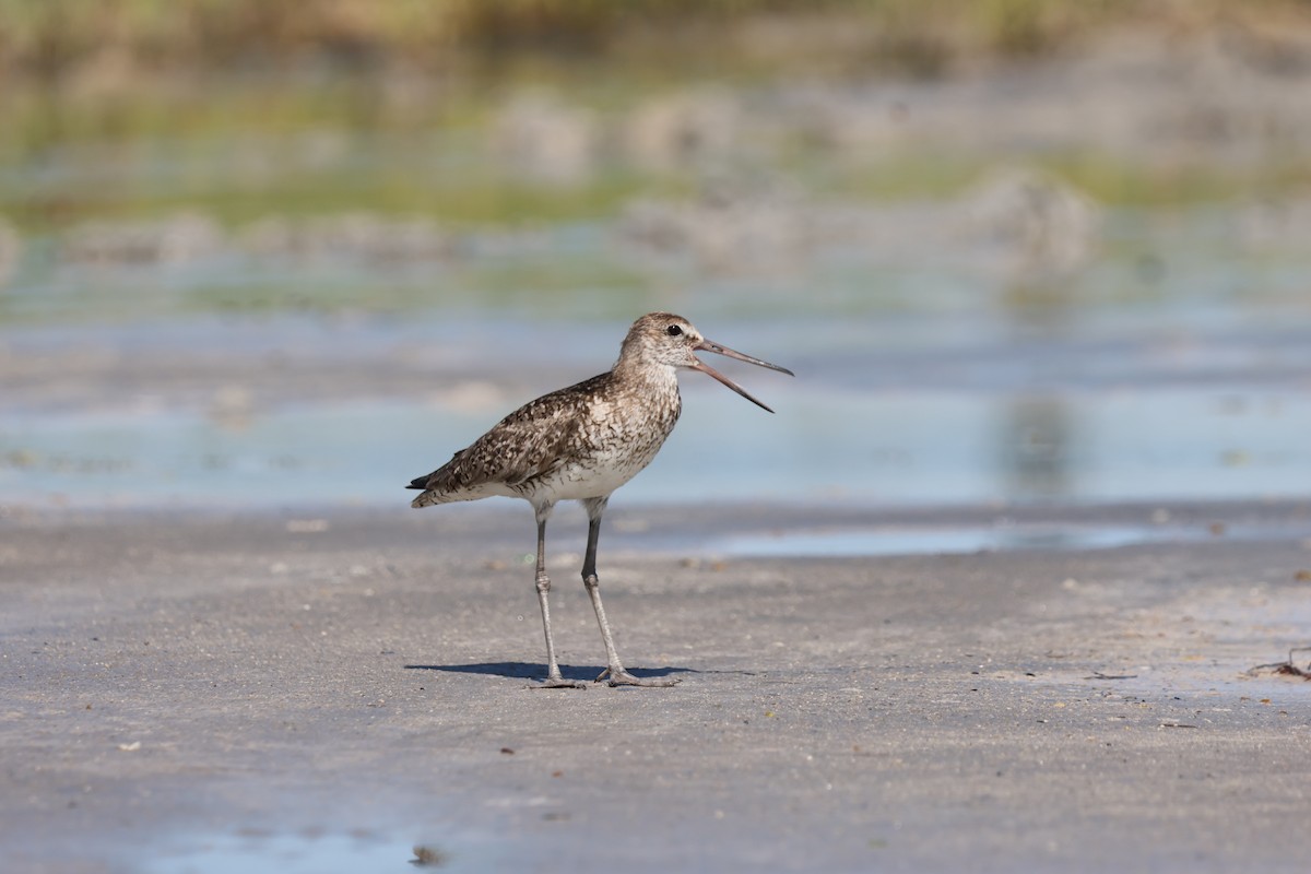 willetsnipe - ML659887844