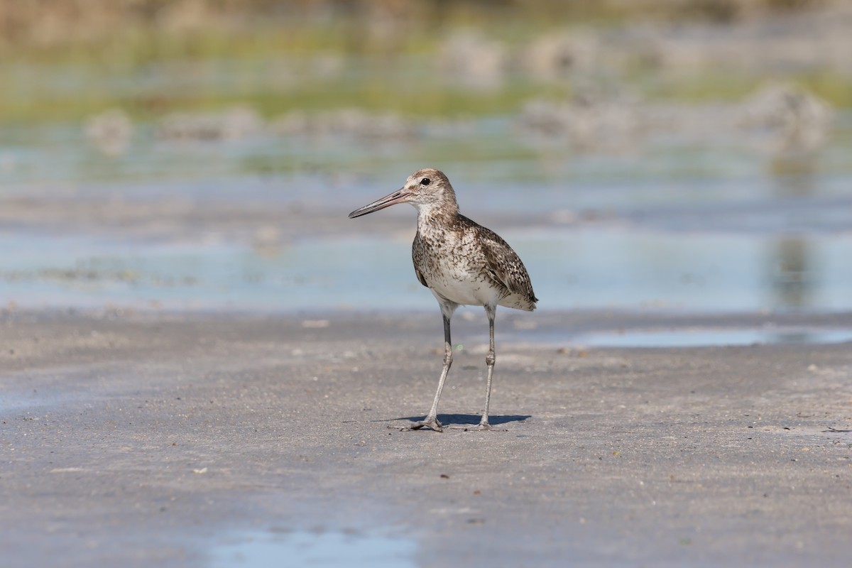 willetsnipe - ML659887845